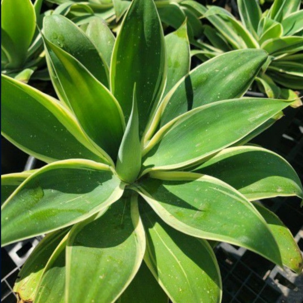 Agave Variegated Fox Tail Attenuata Ray of Light Cacti Succulent Soft Pliable